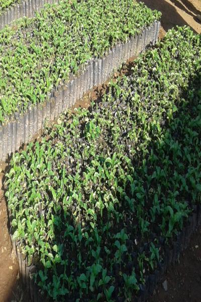 Environment and natural resource management