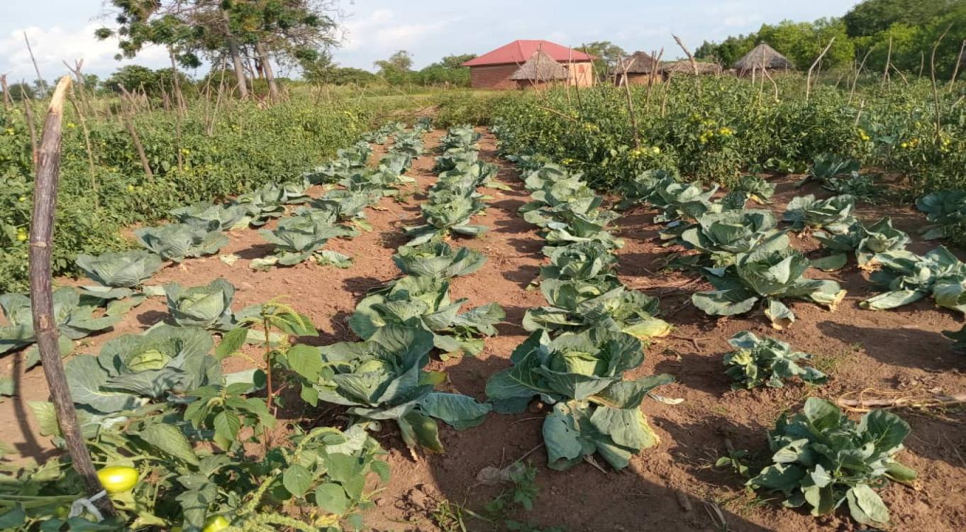 Agribusiness development and economic empowerment